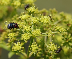 Chrysomya chloropyga