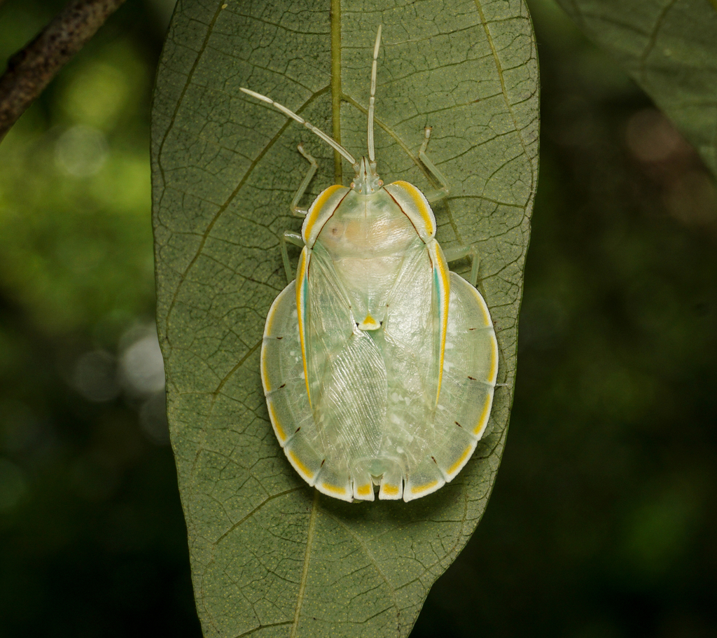 Peltocopta crassiventris