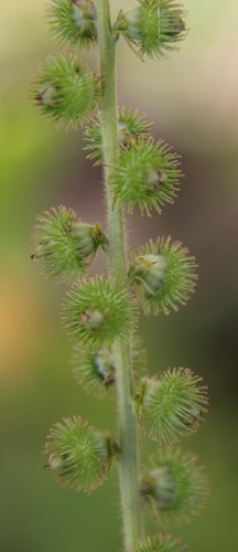 Image of Agrimonia bracteata by (c) Tony Rebelo, some rights reserved (CC BY-SA)