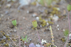Papaver alboroseum