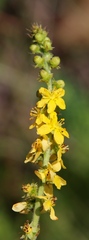 Agrimonia bracteata