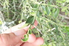 Carissa bispinosa