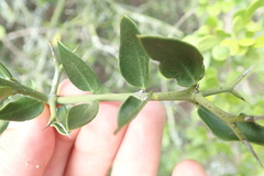 Carissa bispinosa