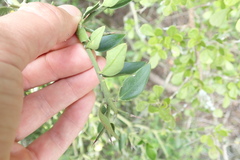 Carissa bispinosa