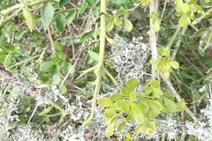 Carissa bispinosa