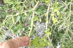 Carissa bispinosa