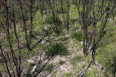 Freylinia longiflora