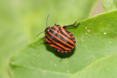 Graphosoma italicum italicum