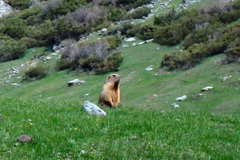 Marmota baibacina