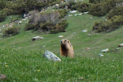 Marmota baibacina