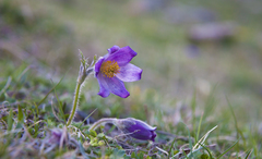 Pulsatilla violacea
