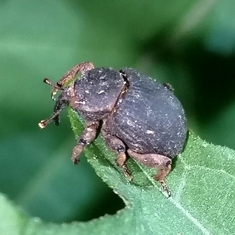 Spermologus