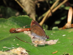 Anastrus sempiternus