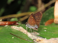 Anastrus sempiternus
