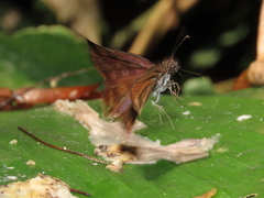 Anastrus sempiternus