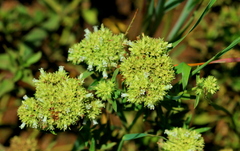 Agathisanthemum bojeri