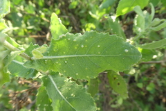 Arthropoda