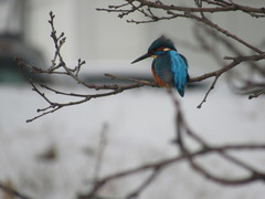 Alcedo atthis