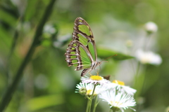 Philaethria wernickei
