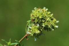 Agathisanthemum bojeri