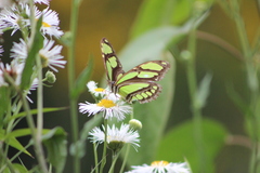 Philaethria wernickei