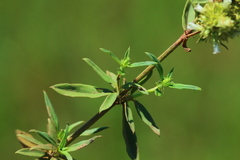 Agathisanthemum bojeri