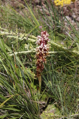 Satyrium cristatum cristatum
