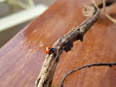 Coccinella septempunctata