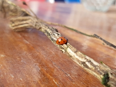 Coccinella septempunctata