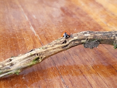 Coccinella septempunctata