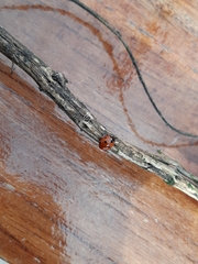 Coccinella septempunctata