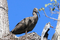 Theristicus caerulescens