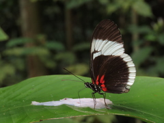 Heliconius sapho sapho