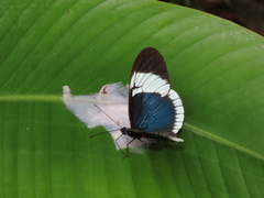 Heliconius sapho sapho