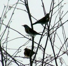 Turdus pilaris