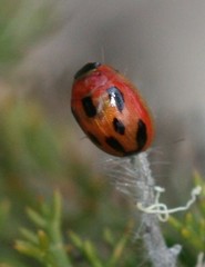 Peltoschema jucundum