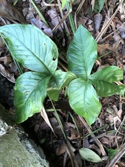 Arisaema ringens