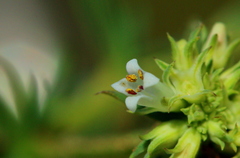 Agathisanthemum bojeri