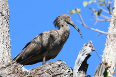 Theristicus caerulescens