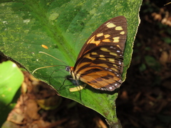 Tithorea harmonia