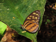 Tithorea harmonia