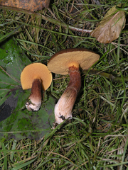 Suillus tridentinus