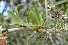 Gymnosporia polyacantha