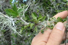 Gymnosporia polyacantha