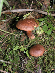 Suillus tridentinus