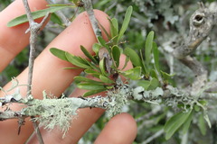 Gymnosporia polyacantha