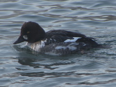 Bucephala clangula