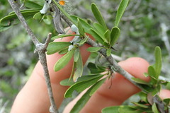 Gymnosporia polyacantha