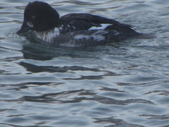 Bucephala clangula