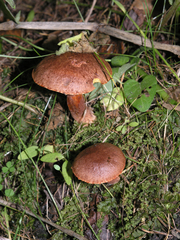 Suillus tridentinus